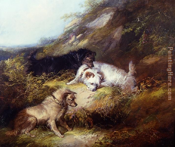George Armfield Terriers Rabbiting